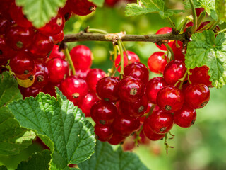 Detail of the red currant or redcurrant fruit growing in an English country garden