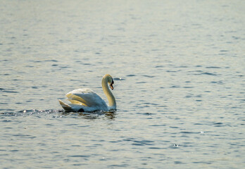A swan glides smoothly on a lake near Ellesmere, Shropshire, creating ripples on the water's surface