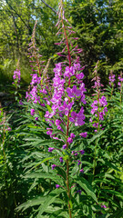 pink flowers in the garden