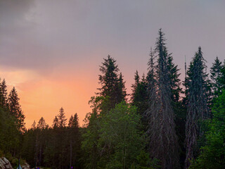 sunrise in the forest