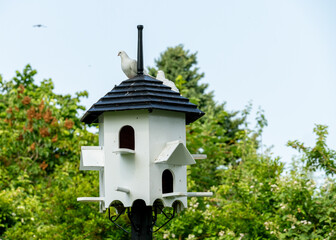 White doves perched atop a decorative birdhouse in a lush garden setting in Shropshire, England