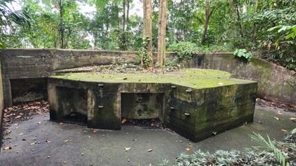Singapore - 5 July 2025. Moss-covered WWII gun emplacement with central tree, encircled by lush...