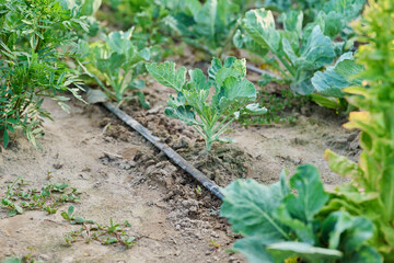 Vegetable garden with drip irrigation in the summer season