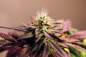 Blue Dream cannabis macro pistils closeup