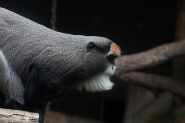 Close up Cute Fluffy Monkey, DE BRAZZA’S MONKEY, Cercopithecus neglectus