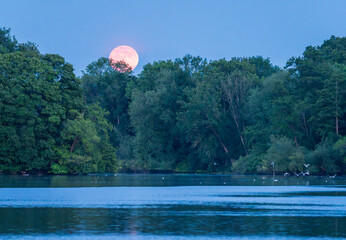 A breathtaking moonrise over a tranquil lake in the Shropshire countryside in Ellesmere
