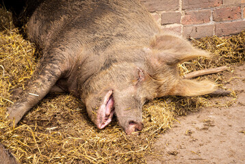 A close-up view of a pig relaxing in a straw-filled enclosure in Shropshire.with its mouth open as though snoring
