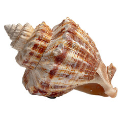 Fototapeta premium Ocean's Echo: A stunning, intricately patterned seashell rests in serene isolation, its form a testament to the artistry of the sea, capturing the essence of tranquility.