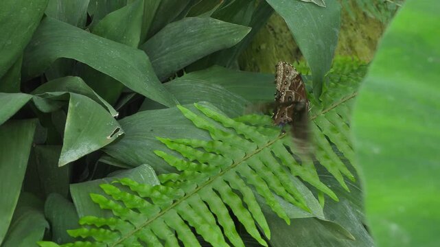 Butterfly wakes up its mate
