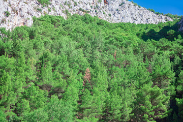 Mountainside forest with pine trees and rocky incline. Dense pine forest stretches across base of rocky mountain slope beneath blue sky. Vivid greenery on rugged terrain make striking natural scene