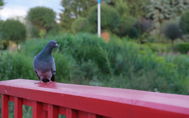 A pigeon with iridescent feathers perches on a red wooden railing in a green park, captured in soft...
