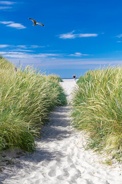 Fototapeta Path between marram grass to the sandy beach - 2705