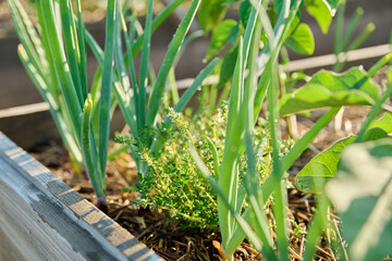 Close up of thyme plant on raised wooden bed in backyard kitchen garden