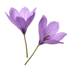 Naklejka premium A purple flower with a stem is the main focus of the image