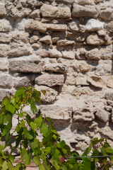 background image stone wall with grape vine