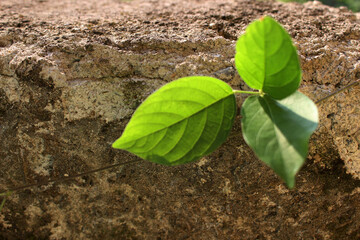 young green plant