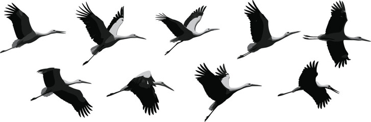 Bird flight silhouette sequence, crane wing movement stages, long neck and legs, dynamic motion study, vector illustration, nature art © Ideasy Mind
