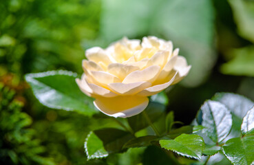 Beige rose on a green natural background
