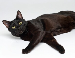 Studio photo of black domestic cat