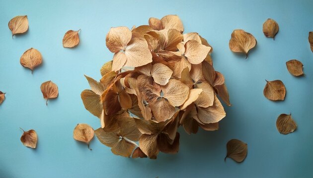 golden brown hydrangea dried petals pale blue background fall flower - Powered by Adobe