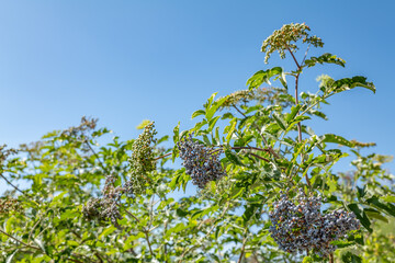 Sambucus cerulea or Sambucus nigra subsp. cerulea, blue elderberry and blue elder. Wawona Rd, Yosemite National Park, Mariposa County, California. Sierra Nevada. 
