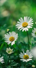 Obraz premium Garden daisies, sunny day, green background, nature close-up, wallpaper
