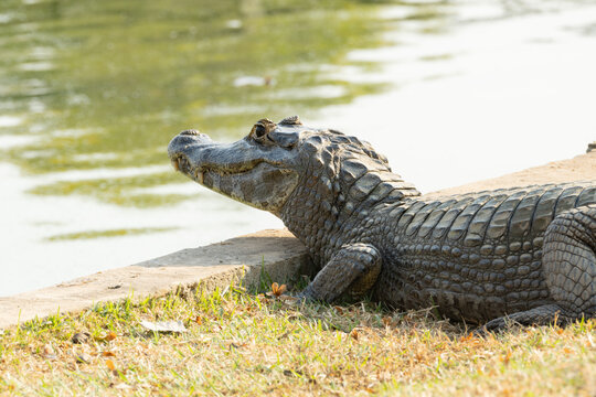 Side profile of a caiman showcasing the colors and texture of its scaly skin.
