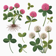 Collection of red and white clover flowers and leaves with roots