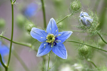 クロタネソウ　Nigella