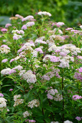セイヨウノコギリソウ　Yarrow