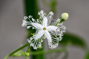 ヘビウリの花　Snake Gourd Flower