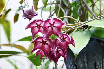 ホヤ・マクギリブライ　Hoya macgillivrayi
