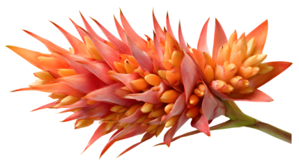 Spiky tropical bloom like a flower on white background