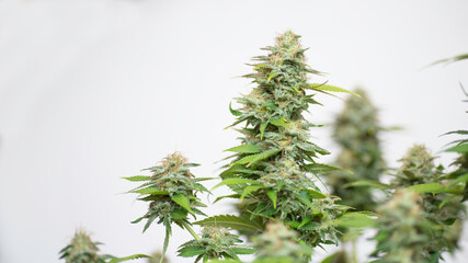 high quality close up of cannabis buds isolated on white background. perfect for medical marijuana,...