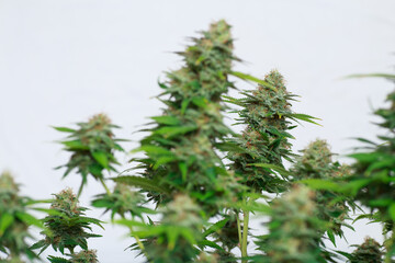 high quality close up of cannabis buds isolated on white background. perfect for medical marijuana,...