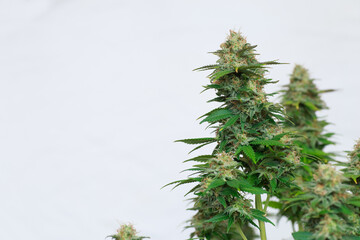 high quality close up of cannabis buds isolated on white background. perfect for medical marijuana,...