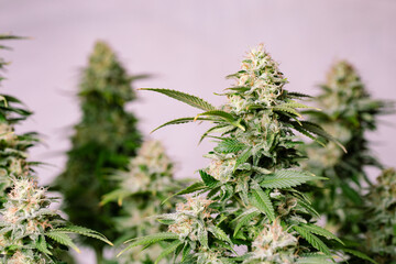 high quality close up of cannabis buds isolated on white background. perfect for medical marijuana,...