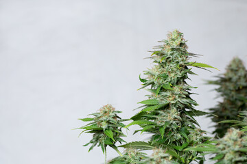 high quality close up of cannabis buds isolated on white background. perfect for medical marijuana,...