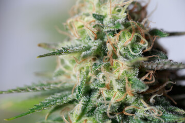 high quality close up of cannabis buds isolated on white background. perfect for medical marijuana,...