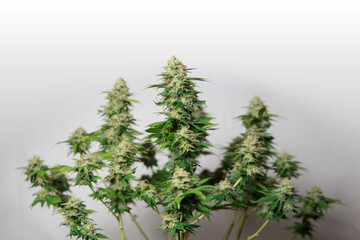 high quality close up of cannabis buds isolated on white background. perfect for medical marijuana, cbd, thc  and alternative medicine concepts
