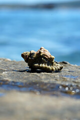 shellfish