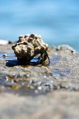 shellfish