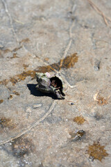 shellfish