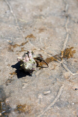 shellfish