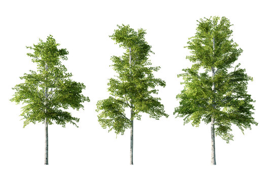 Three slender birch trees with distinct white trunks and green leaves stand isolated on a crisp white background for easy use