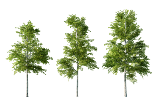 Three slender birch trees with distinct white trunks and green leaves stand isolated on a crisp white background for easy use
