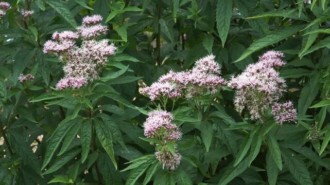 Clusters of pale pink hemp-agrimony (Eupatorium cannabinum L.) flowers bloom above serrated leaves - highlighting this traditional medicinal herb&rsquo;s unique character.