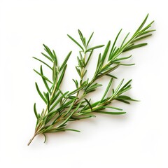 Fototapeta premium Fresh rosemary sprig, overhead shot, white background, cooking herb