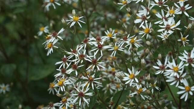 A close-up view of the Big-leaved Aster in full bloom. The Eurybia macrophylla plant features dense clusters of delicate white and yellow daisy-like flowers. 🌼