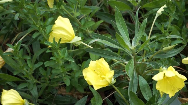 Bright yellow Oenothera macrocarpa flowers unfurl among narrow green leaves - capturing the vitality of this drought-tolerant medicinal prairie species.